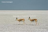 Springbok 99-34-08